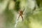 Spiders weaving cobwebs in the Forest waiting for prey