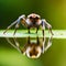 Spiders are in the wild caught on camera object bokeh blur background and blurred with the help of sunlight