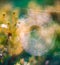 Spiderweb or cobweb in forest close-up. Nice, unique bokeh or blur of vintage manual lens. Nature detail macro wallpaper image.