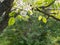 Spiderweb with dew drops and white flowers of pear on a background of joung greens. Spring bloom.