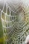 Spiderweb with dew in the morning