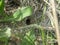 Spiderweb in the forest with a tunnel entrance cave