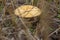 Spiderweb Latin Cortinarius is the genus of fungi