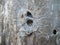 Spiderweb on old wood hole. Close up of spider`s web. Cobweb  with wooden background