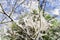 Spiderweb on tree branches. bird cherry moth Yponomeutidae