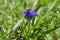 Spiderwort Double Bloom Macro in Green Grass