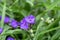 Spiderwort flower close up scientific name - Tradescantia Virginiana. Beautiful group of purple/violet flowers.
