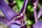 Spiderwort Purple Flowers