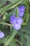 Spiderwort Tradescantia x andersonian Blue stone, purple-blue Dayflowers