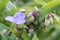 Spiderwort Tradescantia x andersoniana Blue stone, blue Dayflower with buds