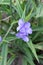 Spiderwort Tradescantia x andersoniana Blue stone, purple-blue Dayflowers