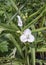 Spiderwort Tradescantia andersoniana Osprey, white Dayflower plant