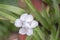 Spiderwort Tradescantia andersoniana Osprey, white Dayflowers