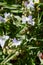 Spiderwort, Tradescantia andersoniana white flowers
