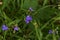 Spiderwort/Tradescantia ohiensis