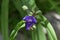 Spiderwort/Tradescantia ohiensis