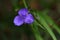 Spiderwort ( Tradescantia ohiensis ) flowers.