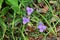 Spiderwort ( Tradescantia ohiensis ) flowers.