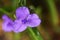 Spiderwort ( Tradescantia ohiensis ) flowers.