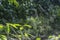 spidery cobweb scenery at the meadow