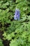 Spike of blue flowers of larkspur