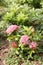 Spike flower or Pink ixora flowers bloom on tree in the public g