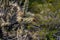 Spike Flowers on Cholla Cactus