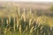Spike grass steppe in sunset sunlight