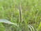 A Spike Of Millet Plant In the filed