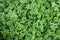 Spike Moss Selaginella spp. Fern type ground cover plants