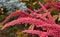 Spike-paniculate inflorescences of Amaranth Latin. Amaranthus or Schiritsa