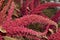 Spike-paniculate inflorescences of Amaranth Latin. Amaranthus or Schiritsa