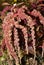 Spike-paniculate inflorescences of Amaranth Latin. Amaranthus or Schiritsa