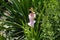 A spike of pink flowers of Gladiolus hortulanus