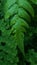 Spike plants or Pteridophyta with raindrops