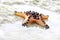 A spike starfish on the sand with algae around the beach