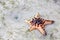 A spike starfish on the sand with algae around the beach