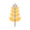 Spike wheat isolated icon