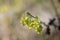 Spike winter hazel Corylopsis spicata, bright yellow flowers
