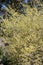 Spike winter hazel Corylopsis spicata, flowering shrub