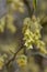 Spike winter hazel Corylopsis spicata, pending pale yellow flowers