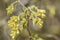 Spike winter hazel Corylopsis spicata, yellow flowers