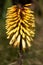 Spike of Yellow Kniphofia flowers