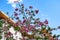 Spiked branch of the Ceiba speciosa with bright magenta flowers, cotton fruits and green leaves against a blue sky. Exotic