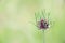 Spiked flower on a blurry background