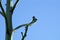 Spiked flower buds on large agave plant stalk