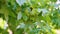Spiked green fruits of american storax tree (liquidambar styraciflua)