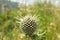 spiked green thistle flower head in a field