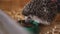 Spiked pet hedgehog eating food sitting in wooden cage