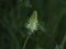 Spiked Rampion against Dark Background